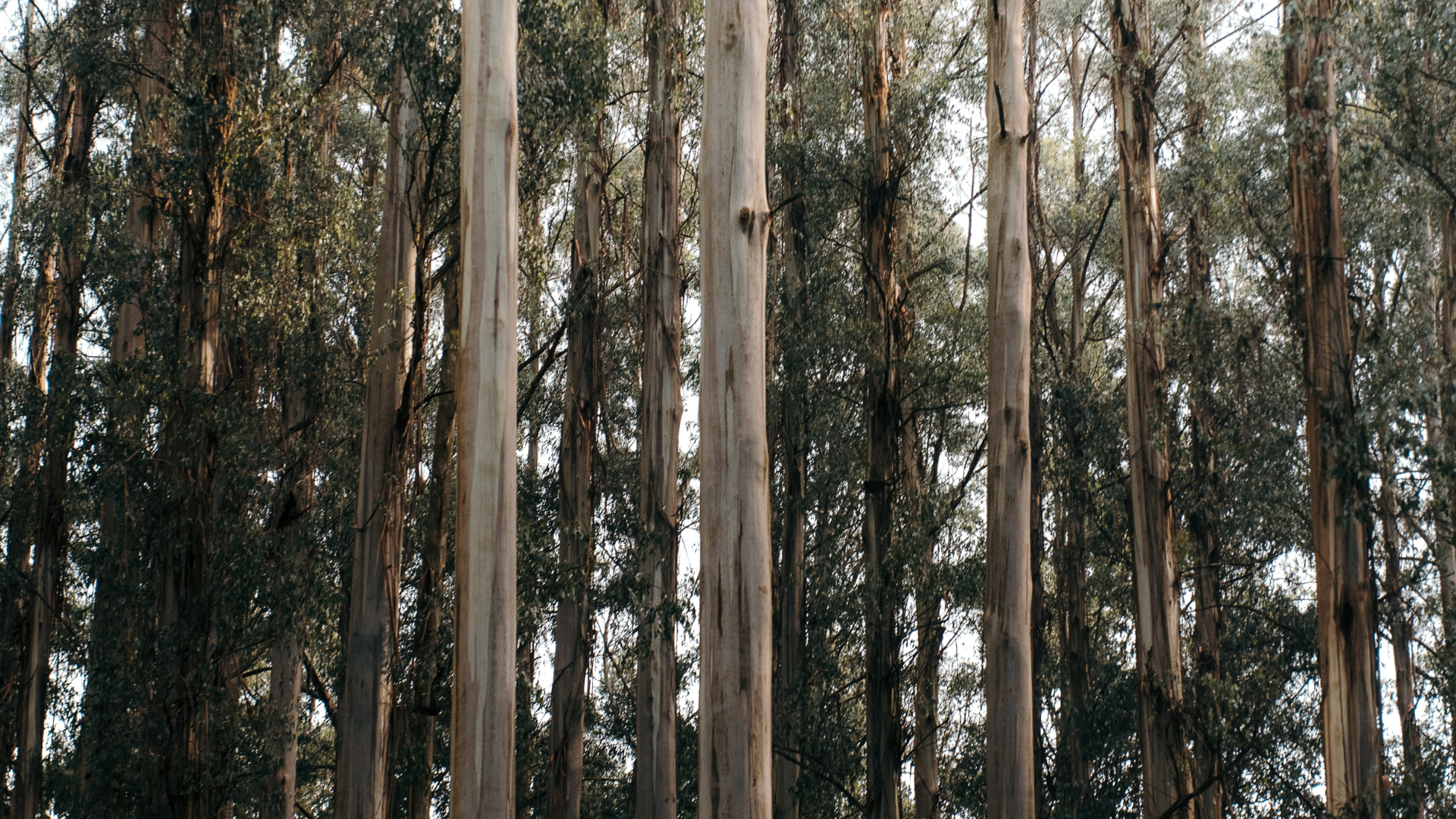 Featured image for “First Australians Capital announces details of its first mover Indigenous-led fund”